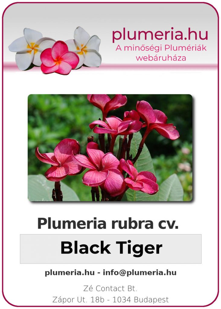 Plumeria rubra "Black Tiger"