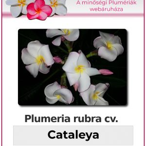 Plumeria rubra - Cataleya