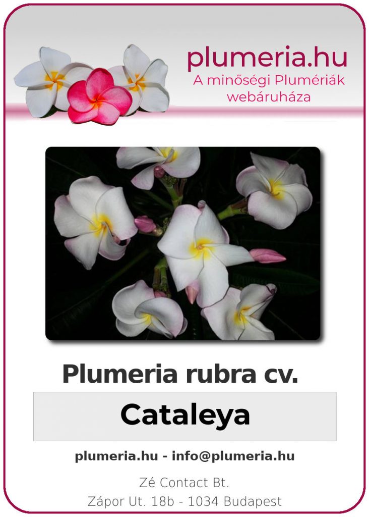 Plumeria rubra "Cataleya" - dugvány