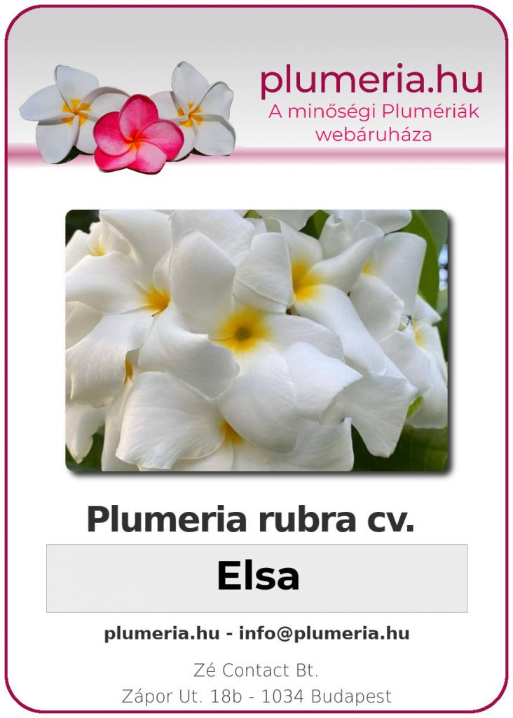 Plumeria rubra "Elsa" - dugvány