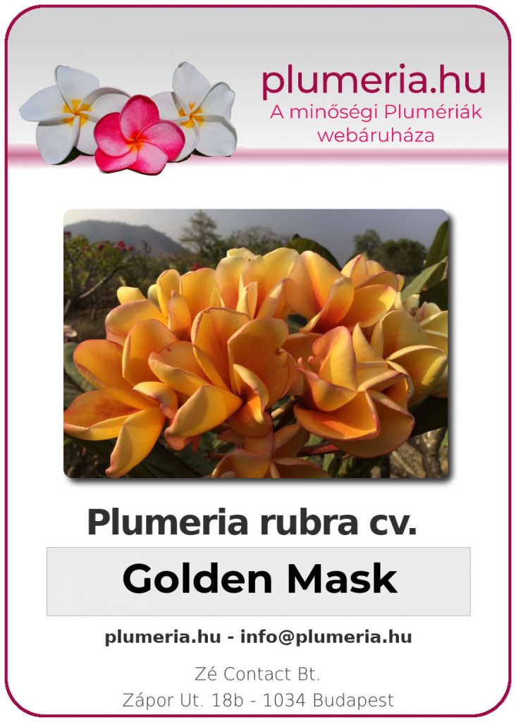 Plumeria rubra "Golden Mask" - kopasz gyökér