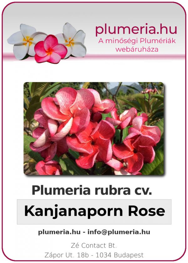 Plumeria rubra - Kanjanaporn Rose