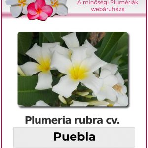Plumeria rubra - "Puebla"