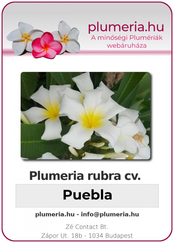 Plumeria rubra - "Puebla"