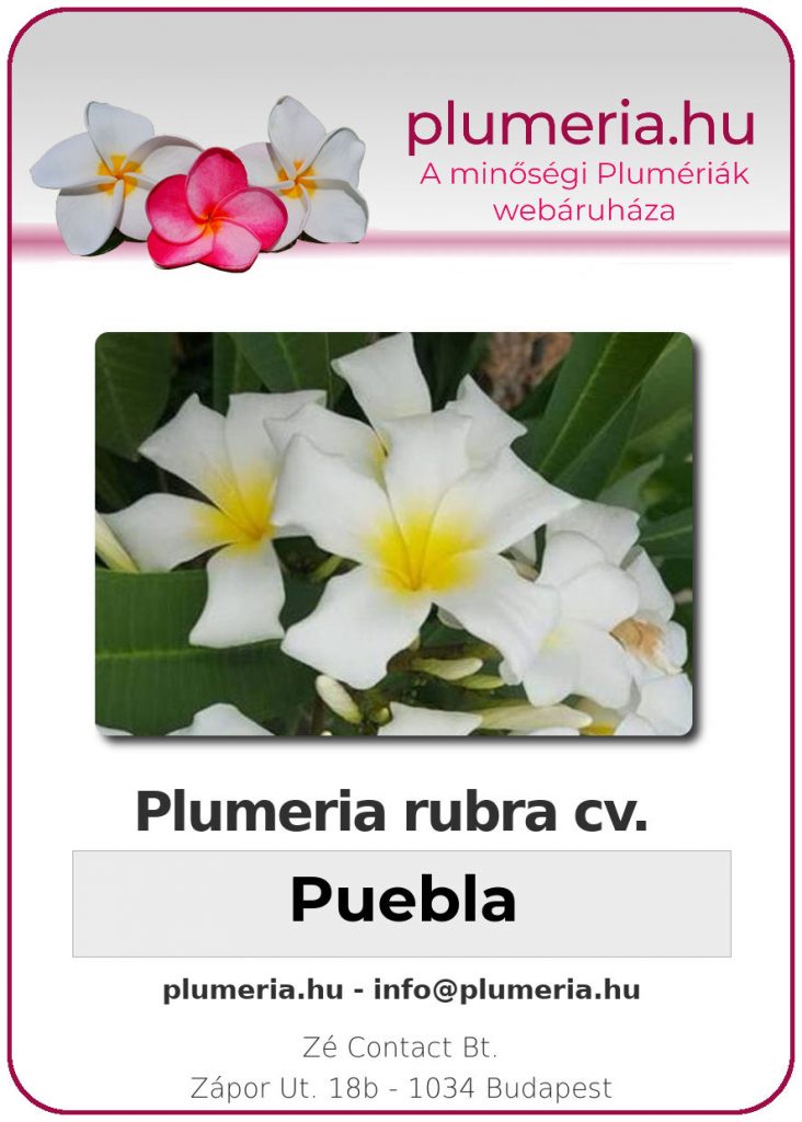 Plumeria rubra "Puebla" - dugvány