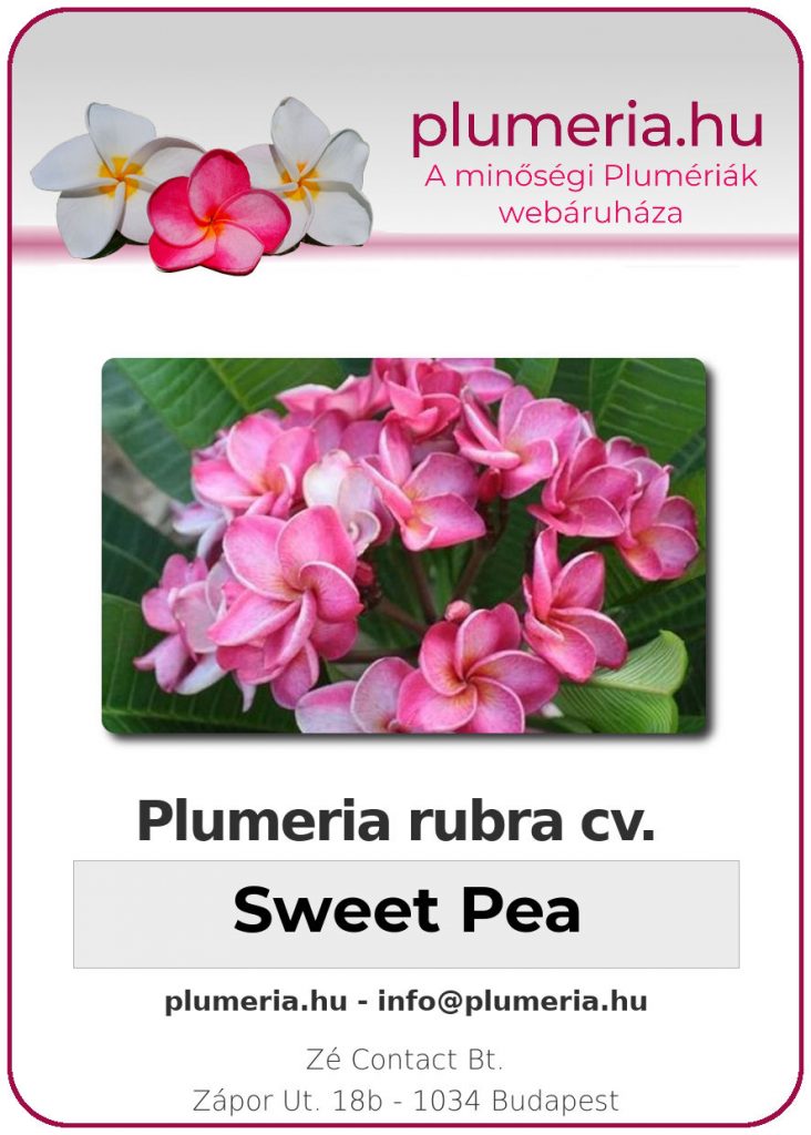 Plumeria rubra "Sweet Pea" - dugvány