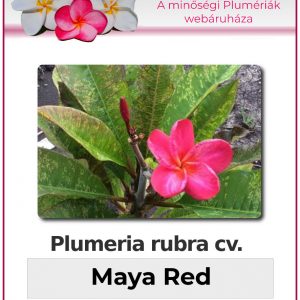 Plumeria rubra - var Maya Red