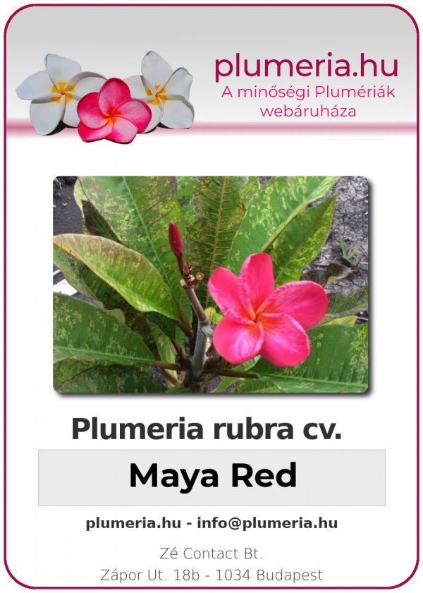 Plumeria rubra - var Maya Red