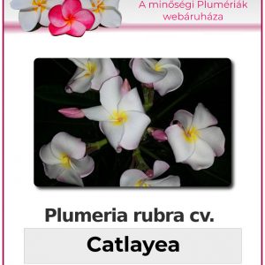 Plumeria rubra - Catlayea