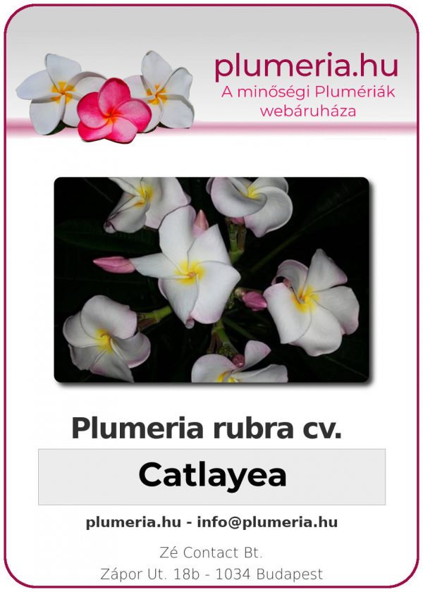 Plumeria rubra - Catlayea