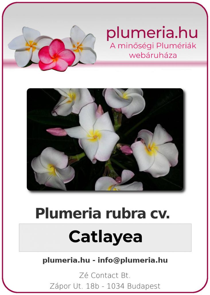 Plumeria rubra "Catlayea"