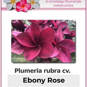 Plumeria rubra - "Ebony Rose"