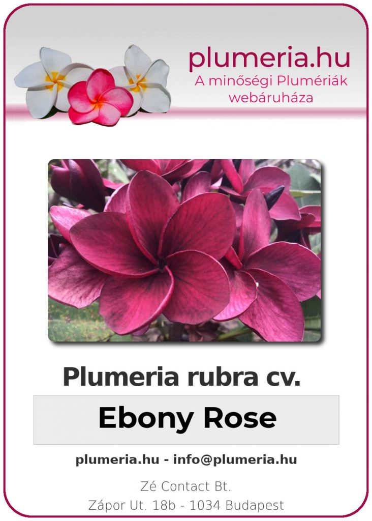 Plumeria rubra "Ebony Rose"