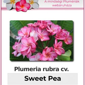 Plumeria rubra - Sweet Pea