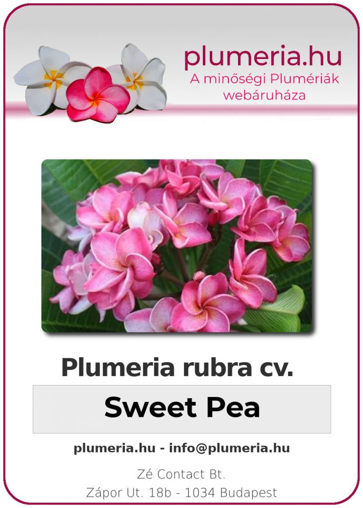 Plumeria rubra "Sweet Pea"