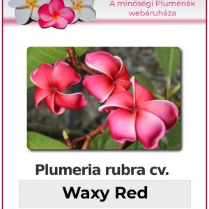 Plumeria rubra - Waxy Red