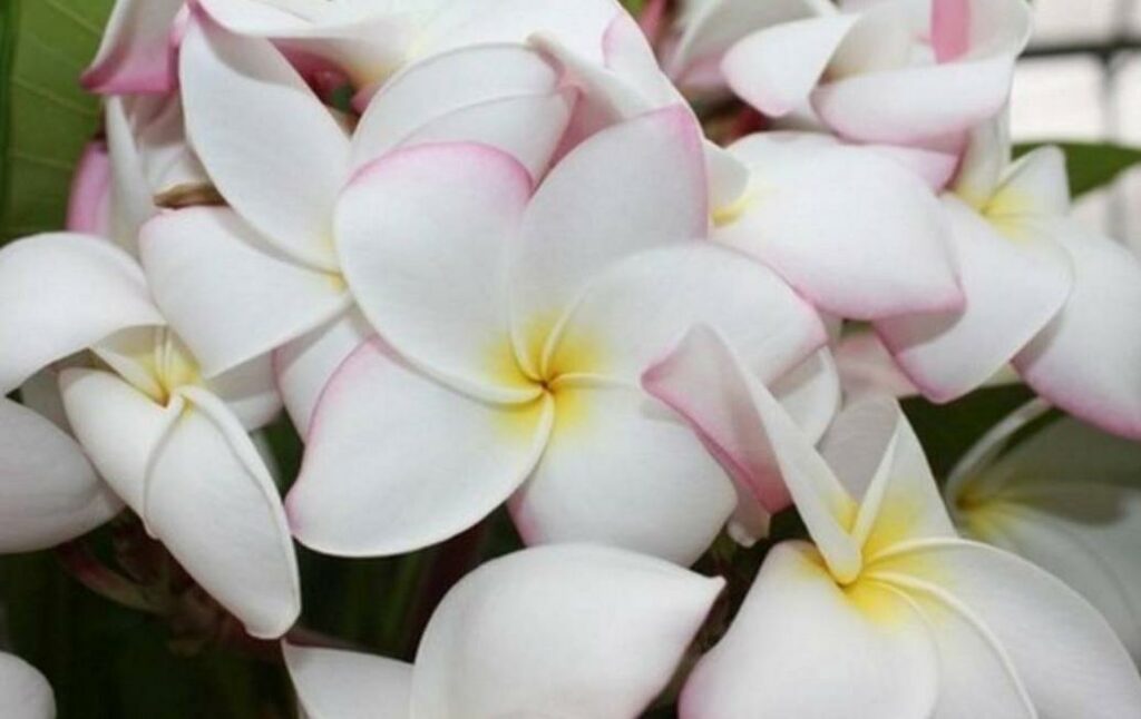 Plumeria rubra "Eddie Moragne"