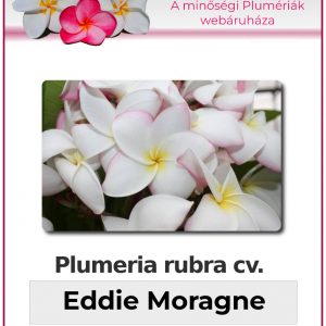 Plumeria rubra - "Eddie Moragne"