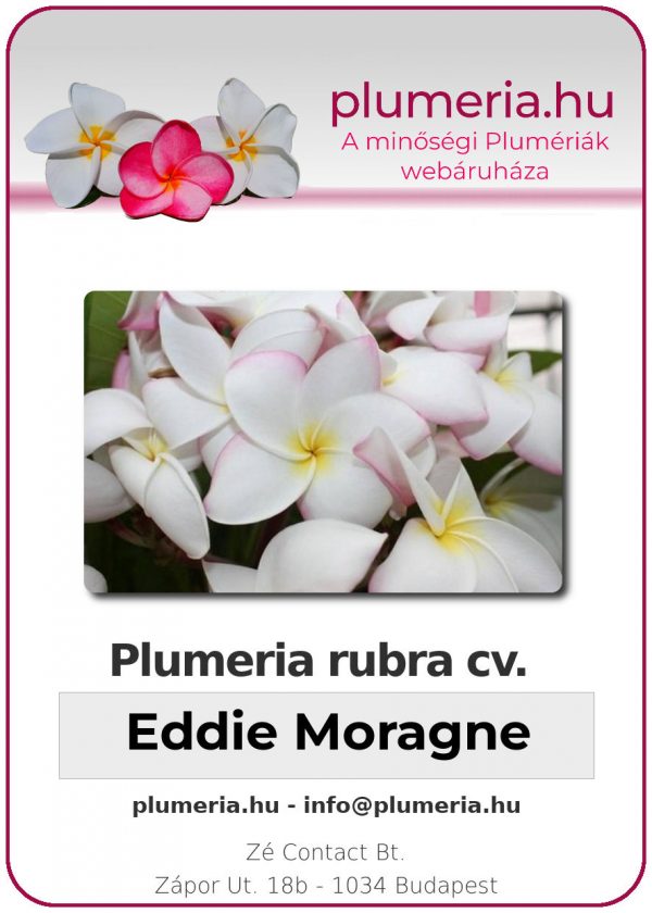 Plumeria rubra - "Eddie Moragne"