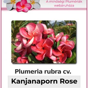 Plumeria rubra - "Kanjanaporn Rose"