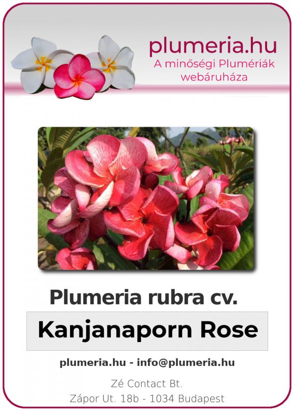 Plumeria rubra - "Kanjanaporn Rose"