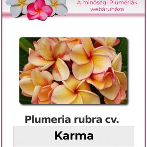 Plumeria rubra - "Karma"