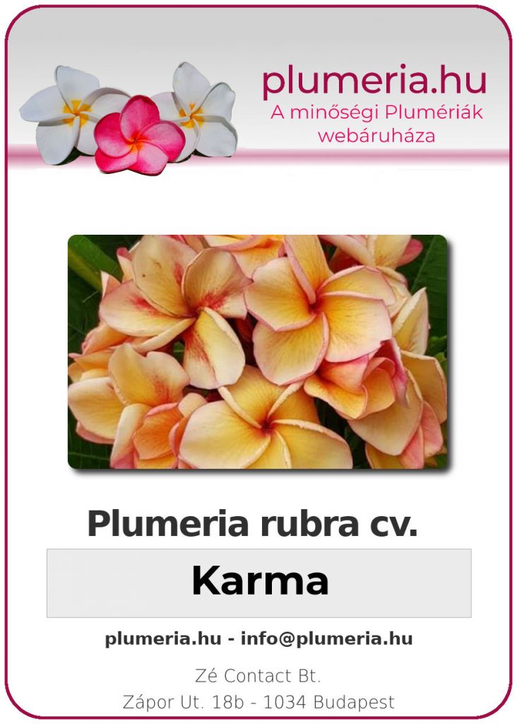 Plumeria rubra "Karma"