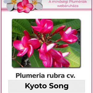 Plumeria rubra - "Kyoto Song"