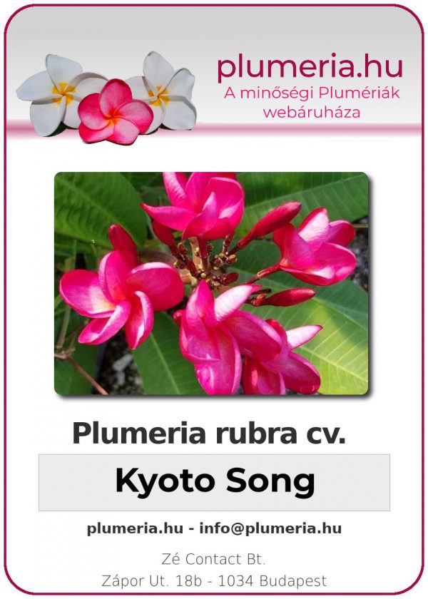 Plumeria rubra - "Kyoto Song"