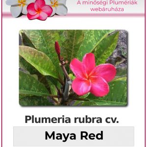 Plumeria rubra - "Maya Red"