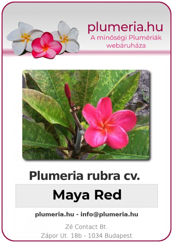 Plumeria rubra - "Maya Red"