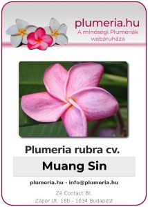 Plumeria rubra - "Muang Sin"