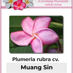 Plumeria rubra - "Muang Sin"