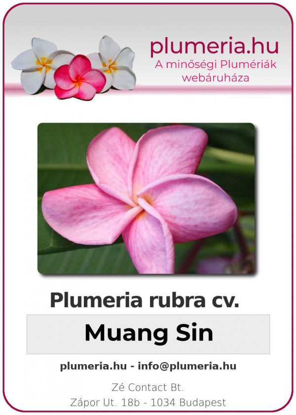 Plumeria rubra - "Muang Sin"