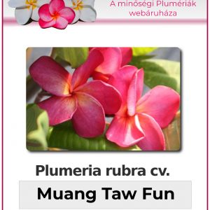 Plumeria rubra - "Muang Taw Fun"