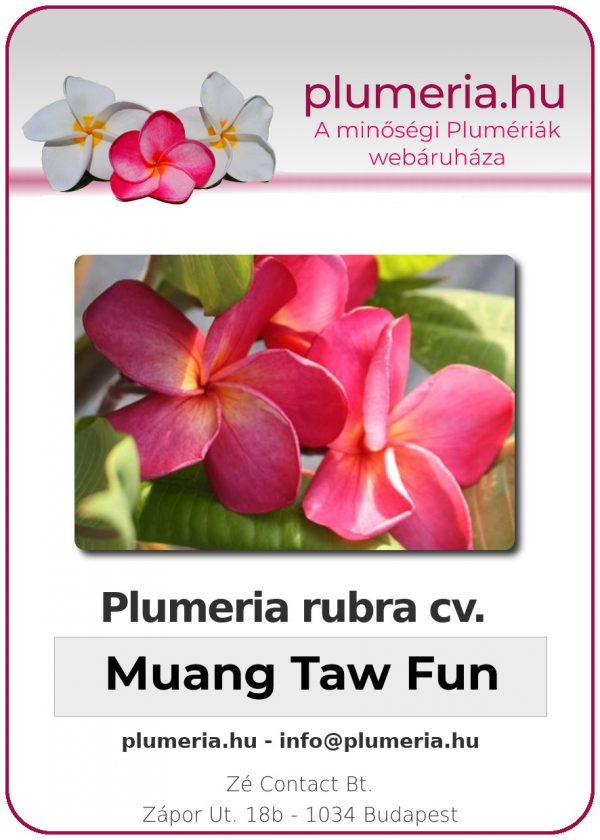 Plumeria rubra - "Muang Taw Fun"