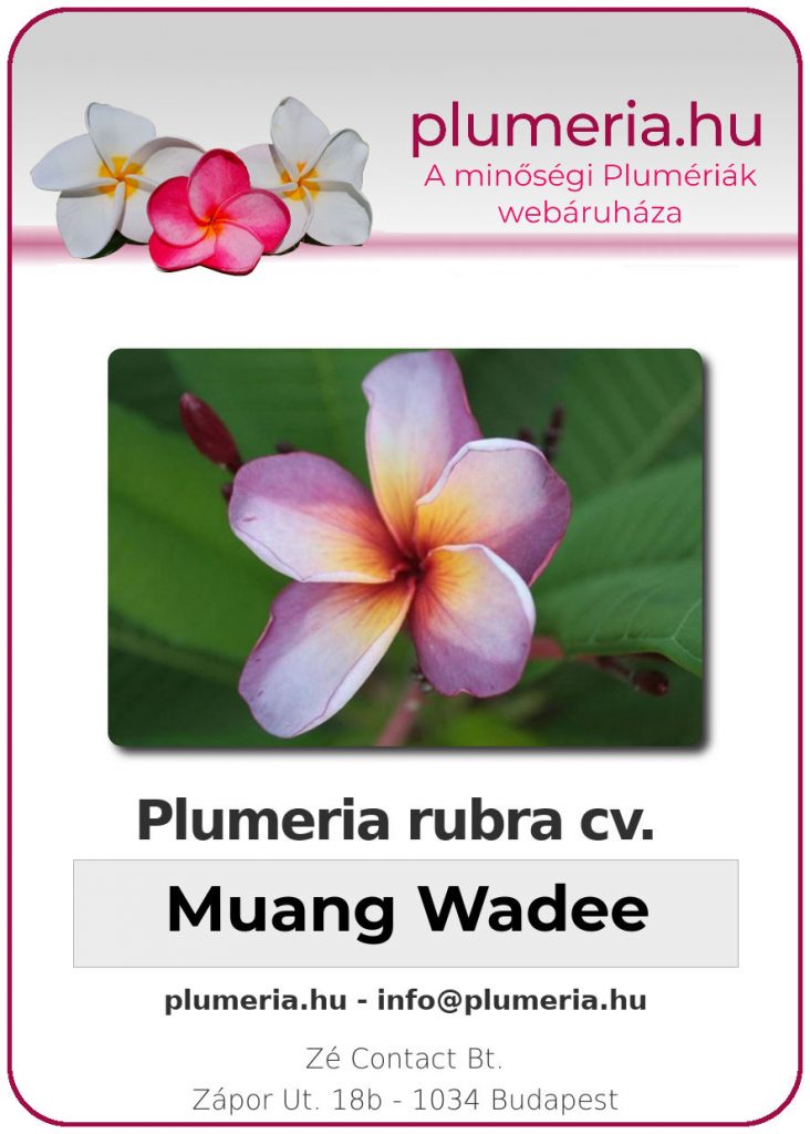 Plumeria rubra "Muang Wadee"