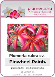Plumeria rubra - "Pinwheel Rainbow"