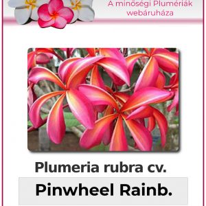 Plumeria rubra - "Pinwheel Rainbow"