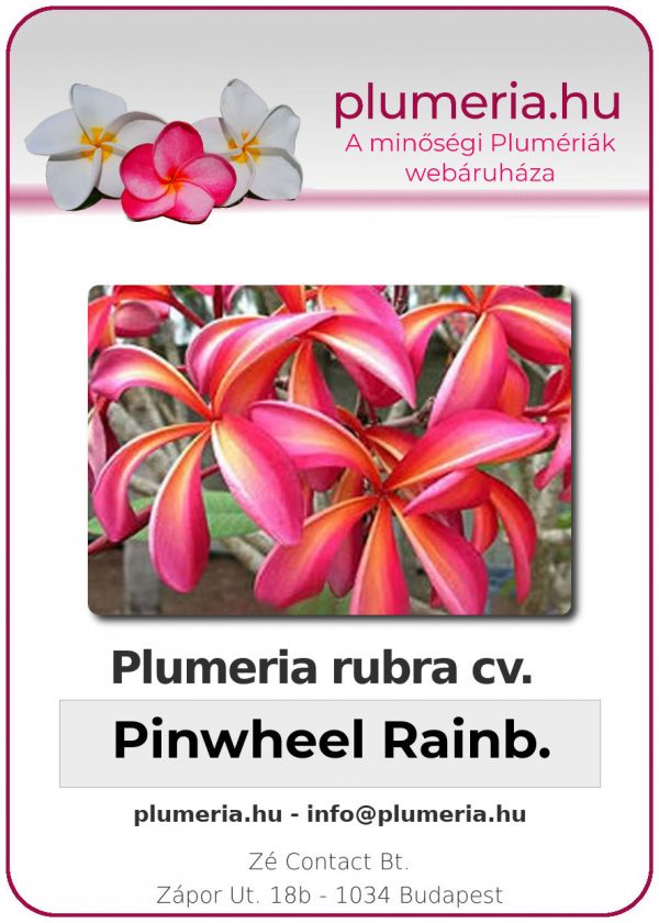 Plumeria rubra - "Pinwheel Rainbow"