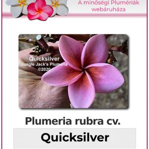 Plumeria rubra - "Quicksilver"