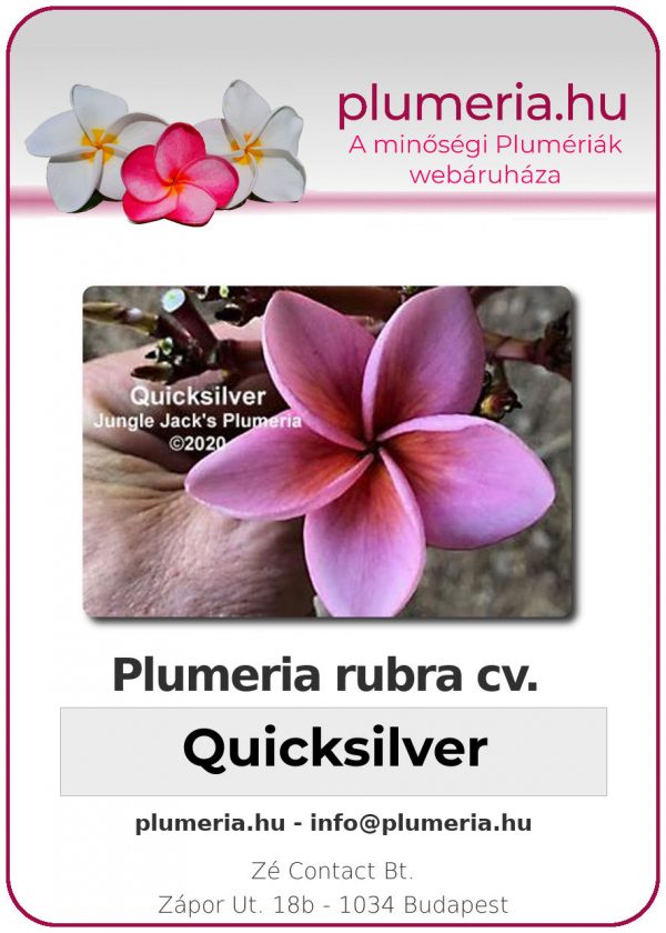 Plumeria rubra - "Quicksilver"
