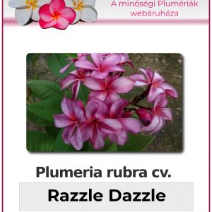 Plumeria rubra - "Razzle Dazzle"