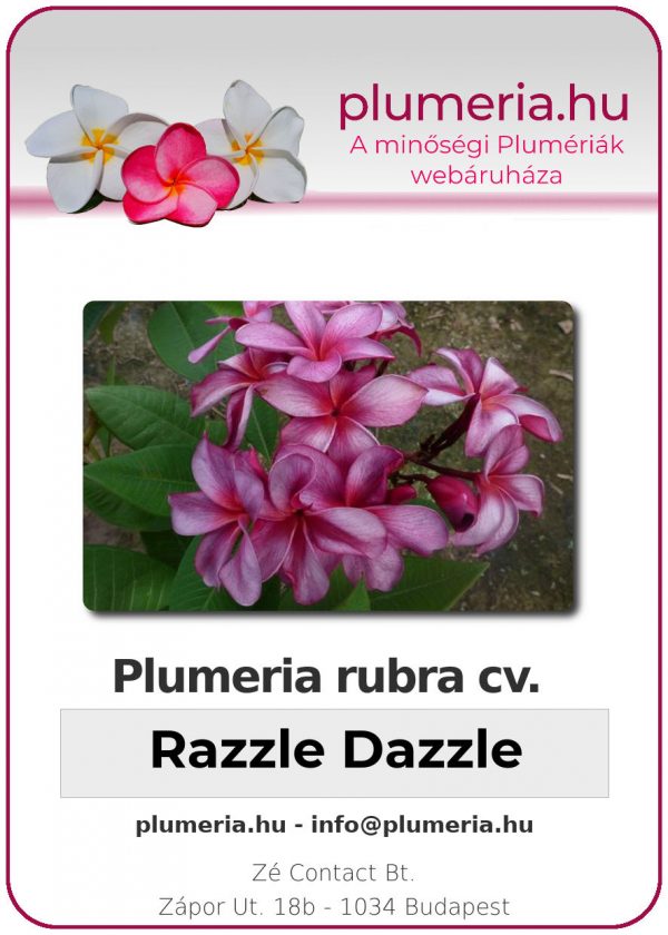 Plumeria rubra - "Razzle Dazzle"