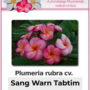 Plumeria rubra - "Sang Warn Tabtim"