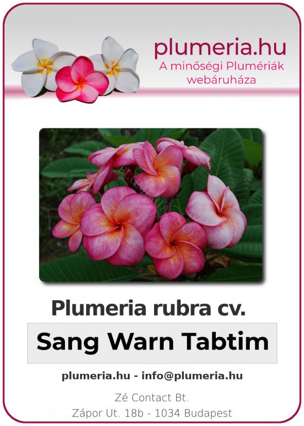 Plumeria rubra - "Sang Warn Tabtim"