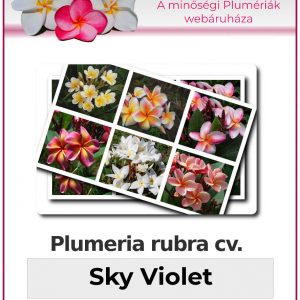 Plumeria rubra - "Sky Violet"