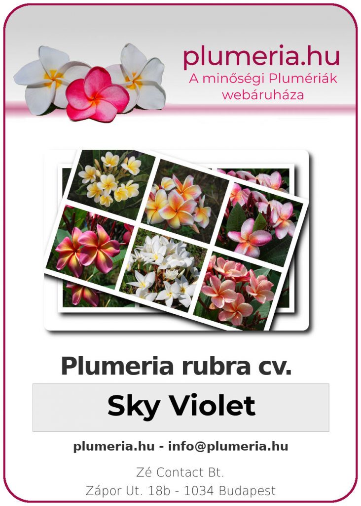 Plumeria rubra "Sky Violet"