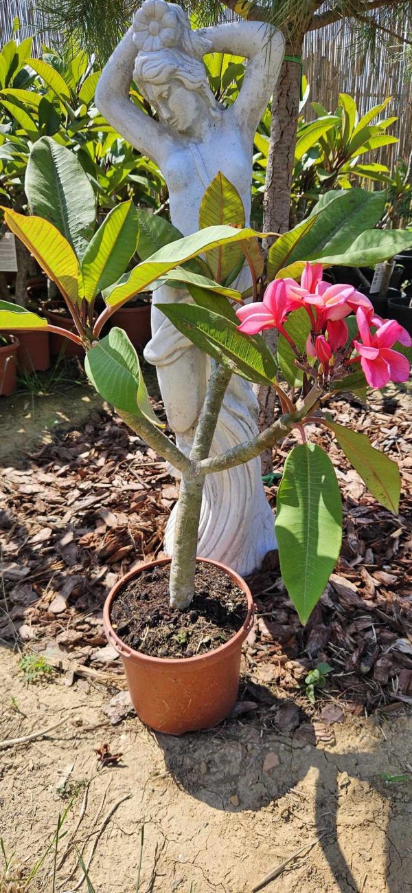 Plumeria rubra "Pink Jack"