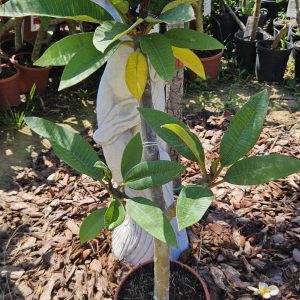 Plumeria rubra "Dulcemia"